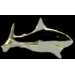 SHARK PINS GREAT WHITE PIN